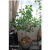 Image 1 : Large Potted Plant