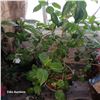 Image 2 : Large Potted Plant