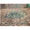 Image 5 : Alfalfa Hay Round Hay Bales - Brett Young Seed-   Avg Wt  1243 lbs
