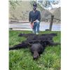 Image 3 : HEAVEN'S GATE OUTFITTERS: 5 day 1x1 Black Bear Hunt for 2 Hunters in Idaho