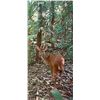 Image 2 : PENINSULA HUNTERS LTD: 7-day Red or Brown Brocket Deer Hunt for one Adult and one youth 18 or under