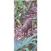 Image 3 : PENINSULA HUNTERS LTD: 7-day Red or Brown Brocket Deer Hunt for one Adult and one youth 18 or under