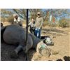 Image 2 : 6-Day South African Conservation Tour Rhino Reproduction