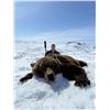 Image 3 : PROFIHUNT:  8 Day Kamchatka Brown Bear Hunt for One Hunter in Russia