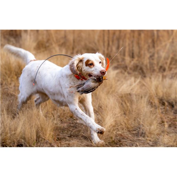JOHN BURRELL’S HIGH ADVENTURE COMPANY:  One full day of Quail Hunting at Barnsley Gardens i