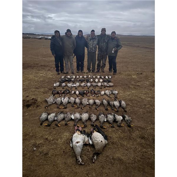 UMDENDE SAFARIS:  South Africa Dove/Pigeon and Waterfowl Hunting for 2 Hunters 6 day/7 nights