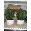 Image 1 : 2 Assorted Decorative Plants