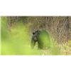 Image 4 : 5 Day Youth (Ages 12-16) Black Bear Hunt