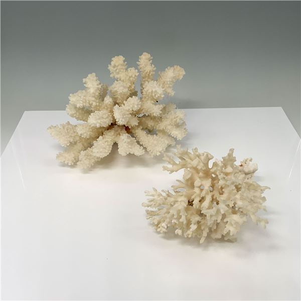 2pc White Coral Specimen