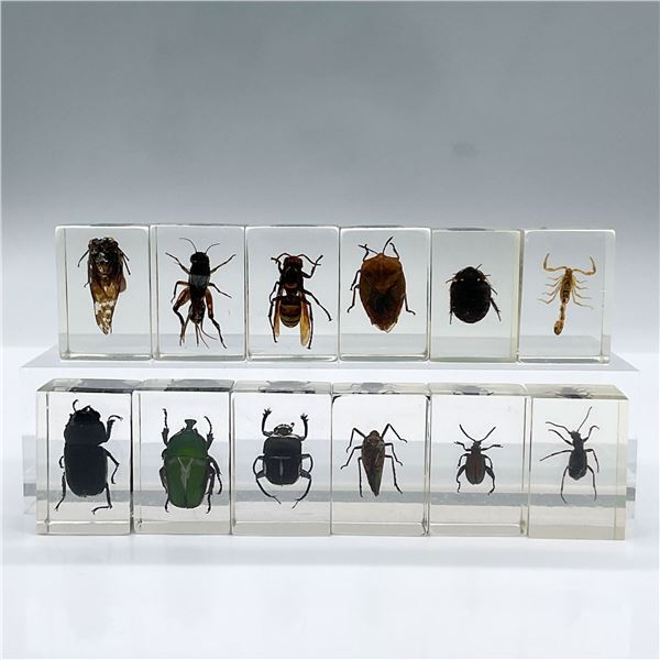 12pc Preserved Insect Specimen in Resin