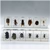 Image 2 : 12pc Preserved Insect Specimen in Resin