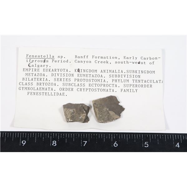 FENESTELLA-SEE PHOTO FOR DETAILS