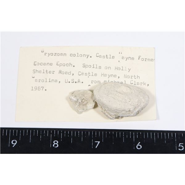 BRYOZOAN COLONY-SEE PHOTO FOR DETAILS