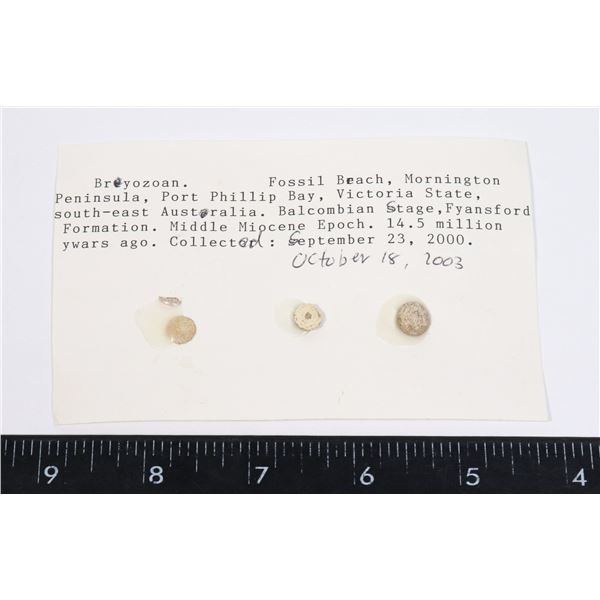 BRYOZOAN FOSSIL-SEE PHOTO FOR DETAILS