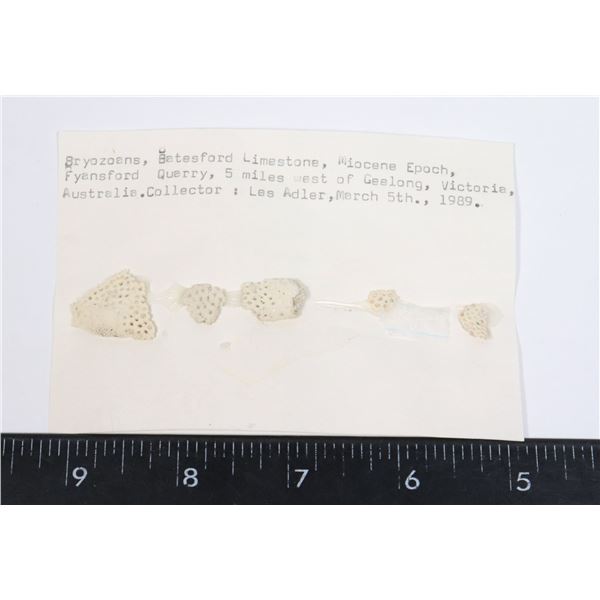 BRYOZOANS-SEE PHOTO FOR DETAILS