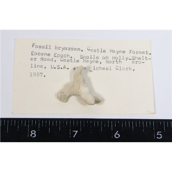 BRYOZOAN FOSSIL-SEE PHOTO FOR DETAIL
