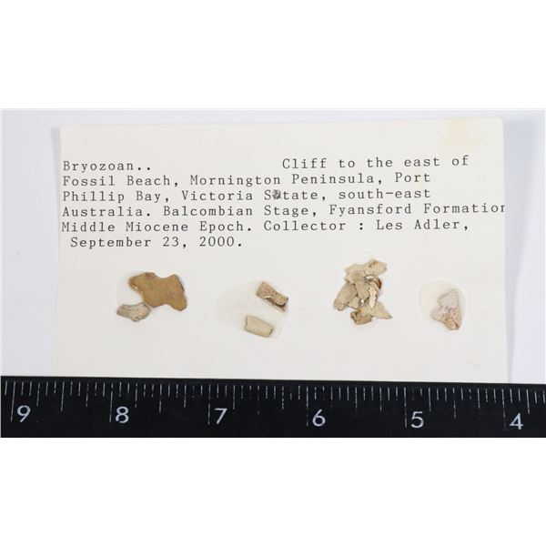 BRYOZOANS-SEE PHOTO FOR DETAILS