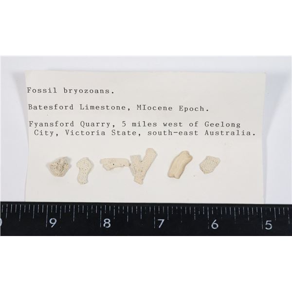 BRYOZOAN FOSSILS-SEE PHOTO FOR DETAILS