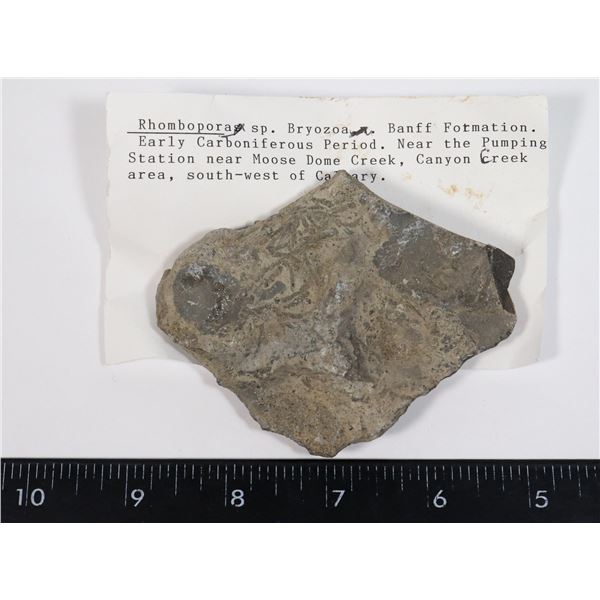 RHOMBOPORA BRYOZOAN-SEE PHOTO FOR DETAILS