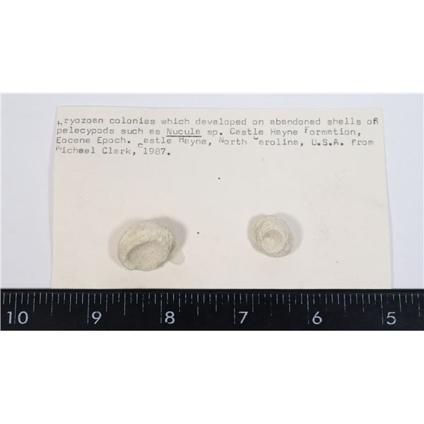 BRYOZOAN FOSSIL-SEE PHOTO FOR DETAILS