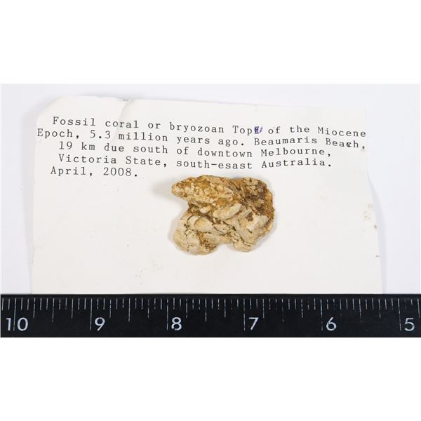 CORAL FOSSIL-SEE PHOTO FOR DETAILS