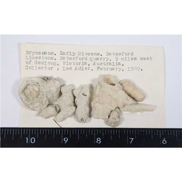 BRYOZOAN FOSSILS-SEE PHOTO FOR DETAILS