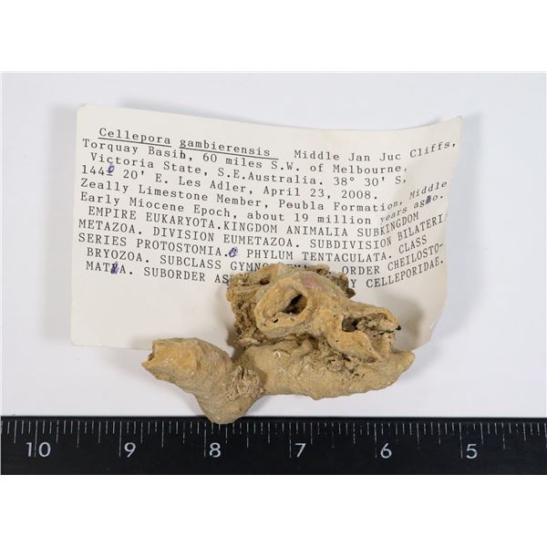 CELLEPORA GAMBIERENSIS-SEE PHOTO FOR DETAILS