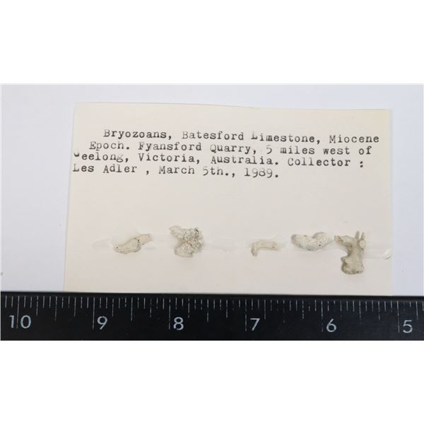 BRYOZOANS-SEE PHOTO FOR DETAILS