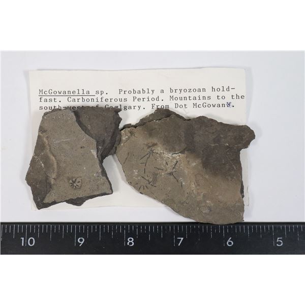 MCGOWANELLA-SEE PHOTO FOR DETAILS