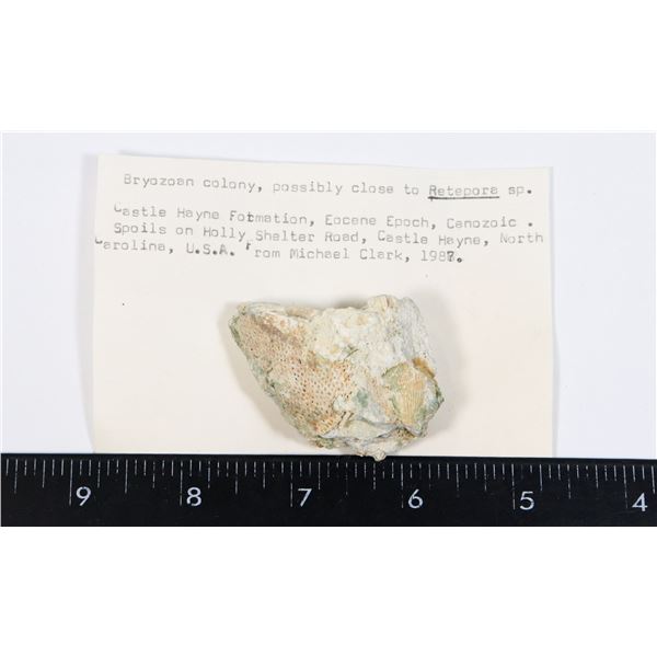 BRYOZOAN-SEE PHOTO FOR DETAILS