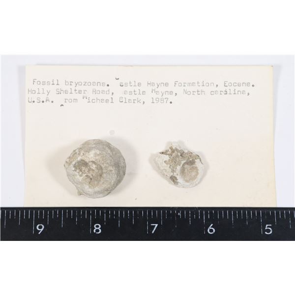BRYOZOAN FOSSILS-SEE PHOTO FOR DETAILS