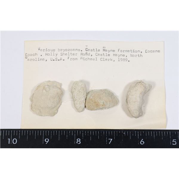 BRYOZOANS-SEE PHOTO FOR DETAILS