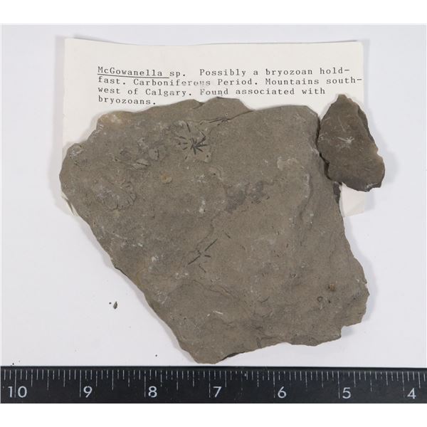 MCGOWANELLA-SEE PHOTO FOR DETAILS