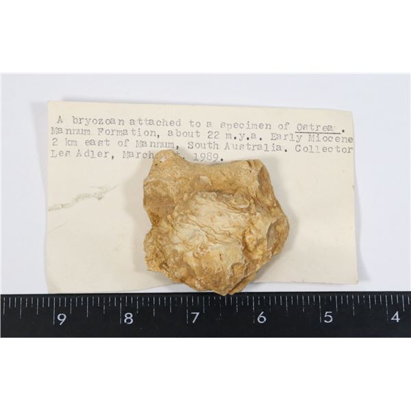 BRYOZOAN-SEE PHOTO FOR DETAILS