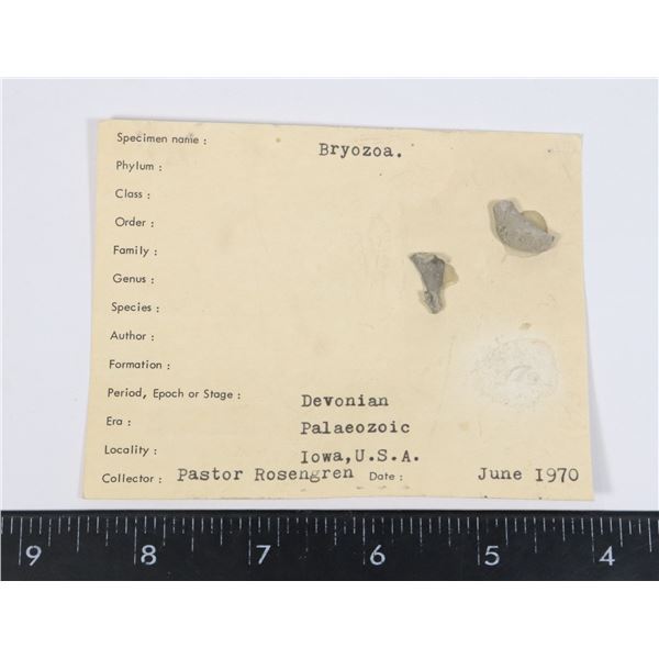 BRYOZOA-SEE PHOTO FOR DETAILS
