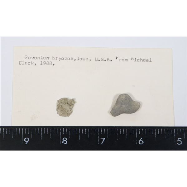 DEVONIAN BRYOZOE-SEE PHOTO FOR DETAILS