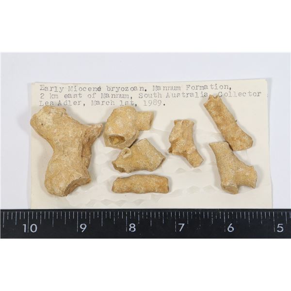 MIOCENE BRYOZOAN-SEE PHOTO FOR DETAILS