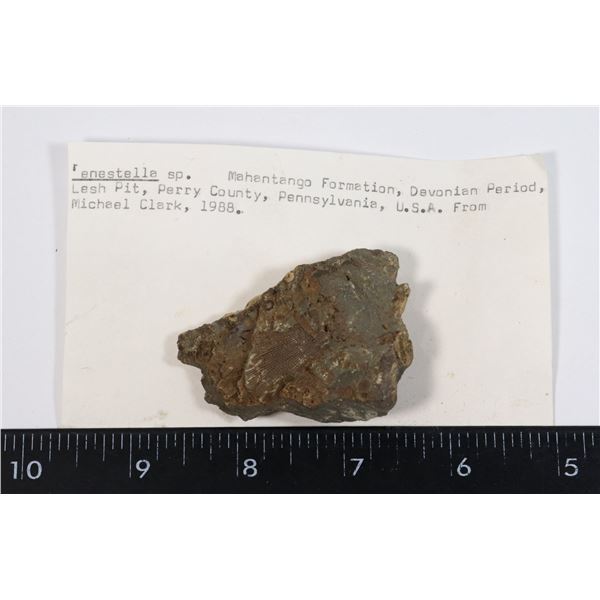 FENESTELLA-SEE PHOTO FOR DETAILS