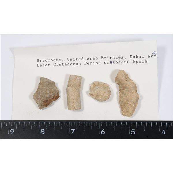 BRYOZOANS-SEE PHOTO FOR DETAILS