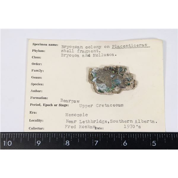 BRYOZOAN-SEE PHOTO FOR DETAILS