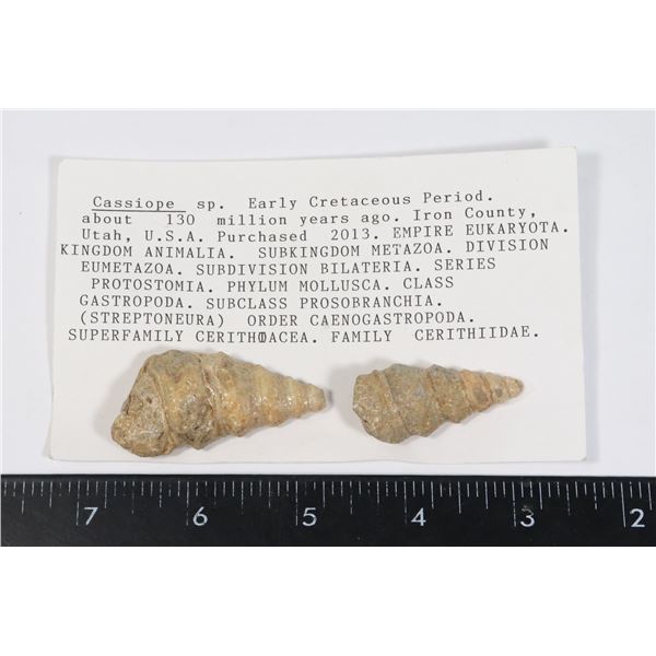 CERITHIIDAE-SEE PHOTO FOR DETAILS