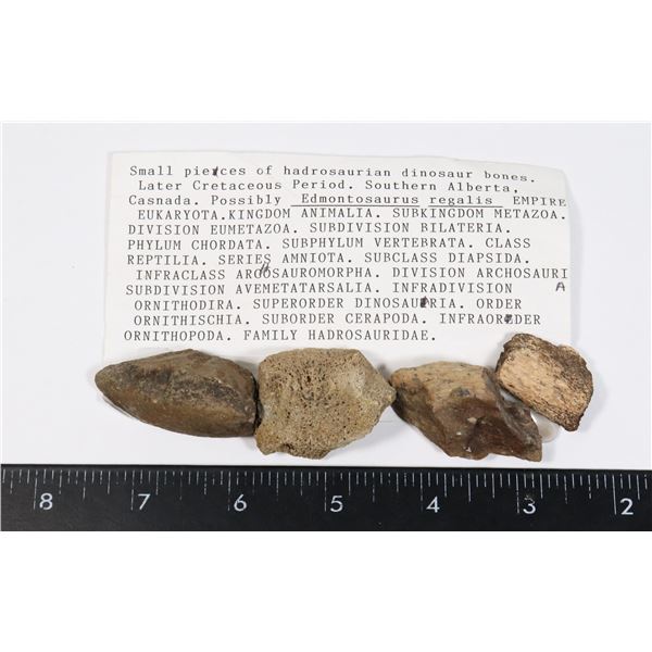 HADROSAURIAN DINOSAUR BONES-SEE PHOTO FOR DETAILS