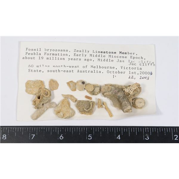 FOSSIL BRYOZOANS-SEE PHOTO FOR DETAILS