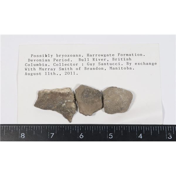 BRYOZOANS-SEE PHOTO FOR DETAILS