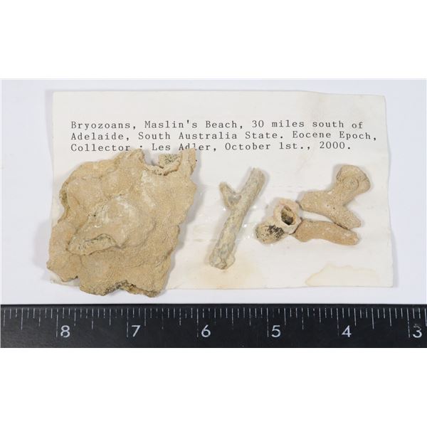 BRYOZOANS-SEE PHOTO FOR DETAILS