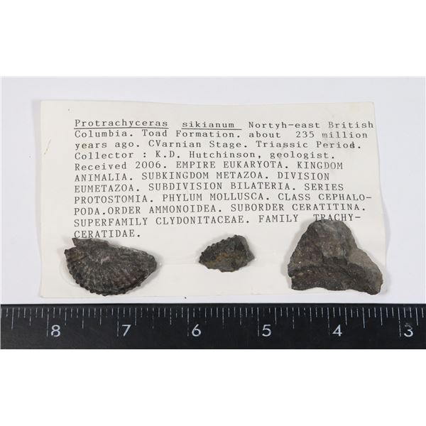 PROTRACHYCERAS SIKIANUM-SEE PHOTO FOR DETAILS