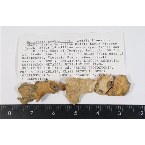 CELLEPORA GAMBIERENSE-SEE PHOTO FOR DETAILS