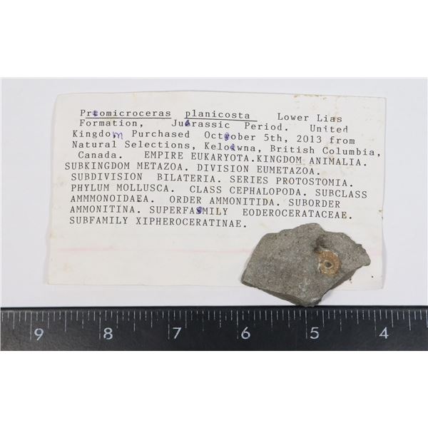 PROMICROCERAS-SEE PHOTO FOR DETAILS