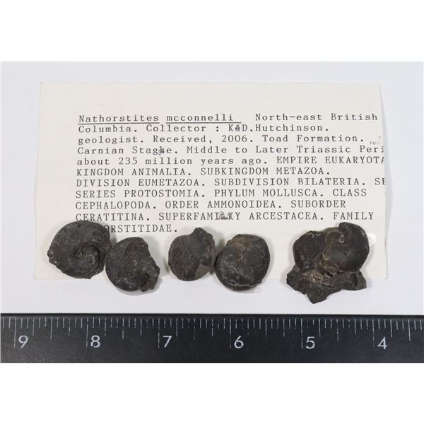 NATHORSTITES MCCONNELLI-SEE PHOTO FOR DETAILS