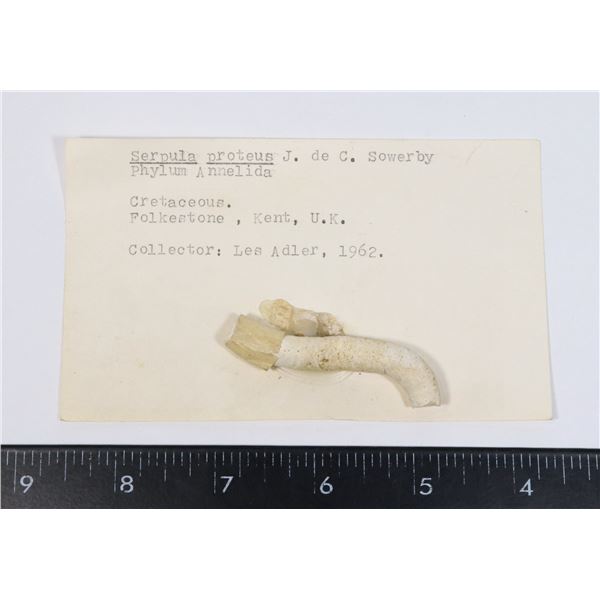 SERPULA PROTEUS-SEE PHOTO FOR DETAILS